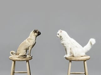 Assurance pour vos animaux